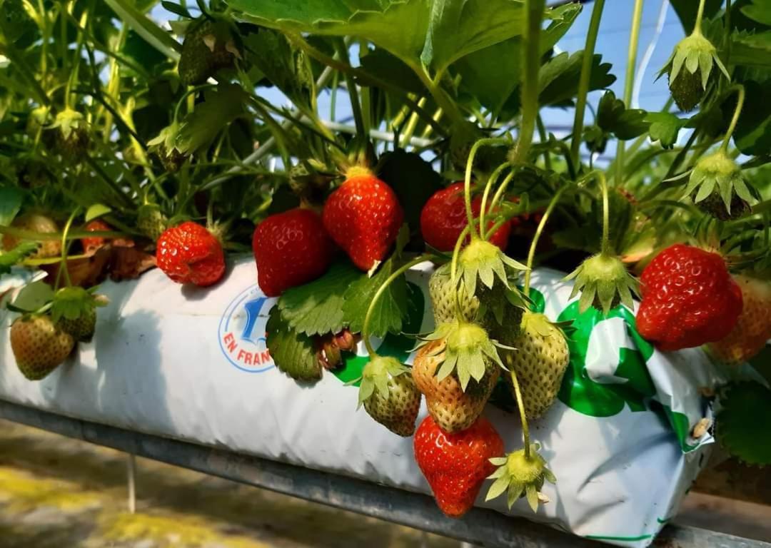 Au Bocage Parfume Gite La Cigaline Wirwignes Экстерьер фото